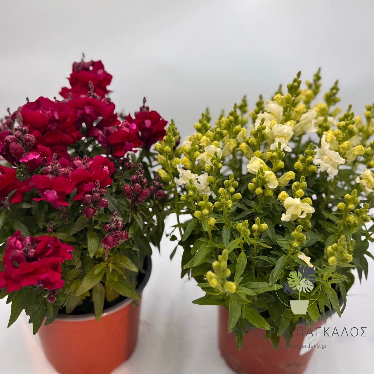 🌸 ΣΚΥΛΑΚΙ – Antirrhinum majus - 4